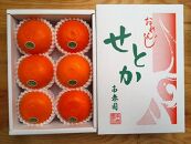 【ハーフ化粧箱】『柑橘の大トロ』ハウスせとか厳選6玉入