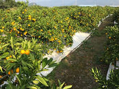 訳あり&nbsp;傷多め&nbsp;極早生&nbsp;有田&nbsp;みかん&nbsp;5kg&nbsp;L～SS&nbsp;サイズおまかせ&nbsp;南泰園&nbsp;和歌山&nbsp;有田みかん