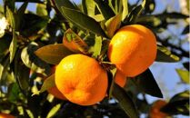 ※在庫切れ※【産直】下津の早生みかん約5kg（2Sサイズ）