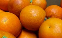 【高級柑橘】和歌山県産ブラッドオレンジ“タロッコ”約3kg