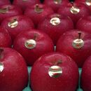 【数量限定】江刺りんご（サンふじ）  贈答用化粧箱入 5kg【12月お届け】 果物 くだもの リンゴ