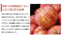 【数量限定】江刺りんご サンつがる 5kg（16～20玉）【９月中旬以降お届け】