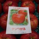 【数量限定】江刺りんご サンつがる 5kg（16～20玉）【９月中旬以降お届け】