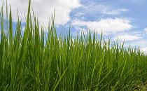 〈新米予約〉農薬・化学肥料不使用栽培「たきたて」（低アミロース米）5kg《精米》2020年産