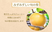 農家直送 和歌山有田の朝採り 巨峰 と 梨 大満足セット［2026年・先行予約］