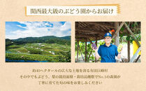 農家直送 和歌山有田の朝採り 巨峰 と 梨 大満足セット［2026年・先行予約］