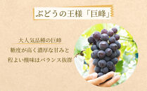 ぶどうの王様 農家直送 朝採り 巨峰 約2kg［2026年・先行予約］