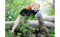 王子動物園グッズ＆年間パスポート