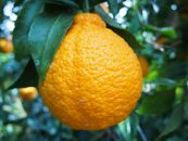 柑橘の王様　大玉・濃厚な不知火（しらぬい）3ｋｇ　＜2024年3月中旬より発送開始＞