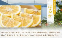 爽やかな甘さのはるか　4.5ｋｇ　＜2026年2月下旬より発送開始＞【はるか みかん フルーツ 果物 青果 柑橘 尾道市】