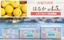 爽やかな甘さのはるか　4.5ｋｇ　＜2026年2月下旬より発送開始＞【はるか みかん フルーツ 果物 青果 柑橘 尾道市】