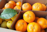 柑橘バラエティセット　5ｋｇ ＜2024年1月下旬より発送開始＞