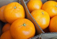 柑橘バラエティセット　5ｋｇ ＜2024年1月下旬より発送開始＞
