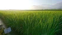 【令和5年産米】南魚沼産コシヒカリ 5kg  井口農場こだわりの 特別栽培米