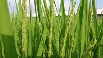 【令和5年産米】南魚沼産コシヒカリ 5kg  井口農場こだわりの 特別栽培米
