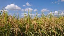 【定期便】５kg×12ヶ月　南魚沼産コシヒカリ 井口農場 こだわりの 特別栽培米