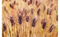 くにさき紫もち麦1.5kg