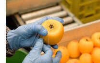 富山あんぽ柿&nbsp;4L&nbsp;6個入り&nbsp;《南砺の逸品》