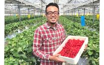 おいしさにこだわった いちご 苺 さちのか 300g × 4パック 合計 1.2kg 2L サイズ 江川農園