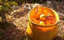 早生みかん 約6kg 大玉 2L・3Lサイズ《ご家庭用》和歌山県 海南市産 農園直送 鈴木みかん農園 【北海道・沖縄県・一部離島 配送不可】ちょっと訳あり ミカン 蜜柑 温州みかん わけあり 訳アリ 和歌山みかん 海南みかん 下津みかん 和歌山ミカン しもつみかん mikan