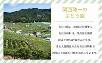 【先行予約】種なし巨峰　約２kg