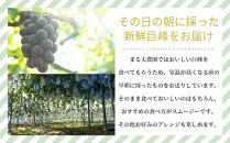 【先行予約】種なし巨峰　約２kg