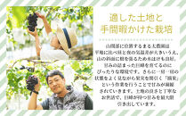 ［先行予約］種なし巨峰と旬の梨　約２kg［2026年8月上旬以降順次発送］