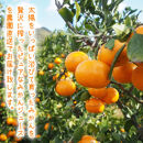 温州みかんジュース「完熟純しぼり」 100%ストレート 200ml×8本 和歌山県