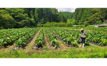 能登町産&nbsp;里芋10kg【期間限定】