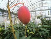 先行予約2025年7月以降発送【訳あり家庭用】ヨロン島産　島っ娘マンゴー 2キロ　5～7玉　白箱入り