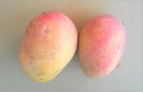 先行予約2025年7月以降発送【訳あり家庭用】ヨロン島産　島っ娘マンゴー 2キロ　5～7玉　白箱入り