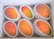 先行予約2025年7月以降発送【訳あり家庭用】ヨロン島産　島っ娘マンゴー 2キロ　5～7玉　白箱入り