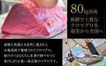 奄美大島産養殖クロマグロまるごと満喫セット(柵5P他)