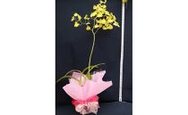 【彦根市内にて栽培！】かわいい洋蘭・ミニカトレア鉢花
