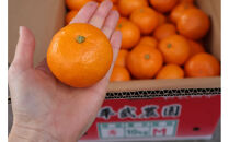 農家直送！有田みかん（5kg Mサイズ 秀品）平武農園　～蛍飛ぶ町から旬の便り～