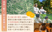 蔵出しみかん6kg《大玉》２L又は３Lサイズ【和歌山県産】昔ながらのみかん鈴木農園より農園直送｜LLサイズ&nbsp;２Lサイズ&nbsp;家庭用&nbsp;大きいサイズ※北海道・沖縄県・一部離島&nbsp;配送不可