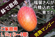 【ご家庭用】鉢で栽培したおしゃれな完熟マンゴー（大崎産）