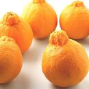 しらぬひ（デコポン）4.5kg／【和歌山産】『濃厚な味わいの春柑橘』