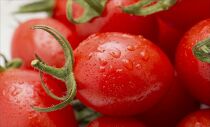 高級ミニトマト　謹製蕃茄　1.8kg