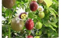 【2026年発送&nbsp;先行受付】パッションフルーツ&nbsp;化粧箱12個入り×3箱&nbsp;計36個【武富農園】【果物&nbsp;くだもの&nbsp;食品&nbsp;パッションフルーツ&nbsp;南国&nbsp;トロピカルフルーツ&nbsp;美味しいフルーツ&nbsp;自然の恵み&nbsp;フルーツギフト&nbsp;新鮮フルーツ&nbsp;国産フルーツ&nbsp;健康志向&nbsp;果汁たっぷり&nbsp;夏の味覚&nbsp;果物詰め合わせ&nbsp;季節の果物&nbsp;贈り物&nbsp;&nbsp;鹿児島県&nbsp;奄美大島&nbsp;瀬戸内町】