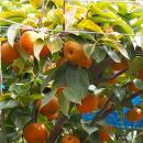 和歌山の樹上成熟梨　約4kg 【先行予約】【2024年8月上旬～9月中旬頃配送】