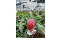 【2026年&nbsp;先行予約】奄美完熟マンゴー&nbsp;化粧箱&nbsp;約1kg(2～3玉入り)&nbsp;農家直送！&nbsp;【完熟マンゴー&nbsp;化粧箱&nbsp;果物&nbsp;マンゴー&nbsp;くだもの&nbsp;食品&nbsp;農家直送&nbsp;フルーツ&nbsp;飲料&nbsp;果汁飲料&nbsp;ドリンク&nbsp;季節限定&nbsp;先行予約&nbsp;贈り物&nbsp;ギフト&nbsp;鹿児島県&nbsp;奄美大島&nbsp;瀬戸内町&nbsp;AM001】