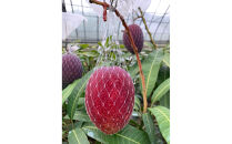 【2026年&nbsp;先行予約】奄美完熟マンゴー&nbsp;化粧箱&nbsp;約1kg(2～3玉入り)&nbsp;農家直送！&nbsp;【完熟マンゴー&nbsp;化粧箱&nbsp;果物&nbsp;マンゴー&nbsp;くだもの&nbsp;食品&nbsp;農家直送&nbsp;フルーツ&nbsp;飲料&nbsp;果汁飲料&nbsp;ドリンク&nbsp;季節限定&nbsp;先行予約&nbsp;贈り物&nbsp;ギフト&nbsp;鹿児島県&nbsp;奄美大島&nbsp;瀬戸内町&nbsp;AM001】