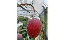 【2026年&nbsp;先行予約】奄美完熟マンゴー&nbsp;化粧箱&nbsp;約2kg(4～6玉入り)&nbsp;農家直送！