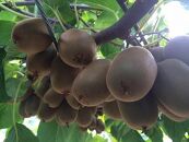 【さぬき讃フルーツ】さぬきキウイっこ&nbsp;約2kg&nbsp;(バラ詰め)