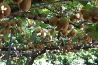 【さぬき讃フルーツ】さぬきゴールドキウイ&nbsp;約3.5kg&nbsp;キウイ&nbsp;フルーツ&nbsp;キウイフルーツ&nbsp;果物&nbsp;くだもの&nbsp;&nbsp;人気&nbsp;小豆島