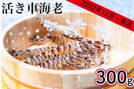 飛び跳ねる！！沖縄県南城市産 活車海老（300g）