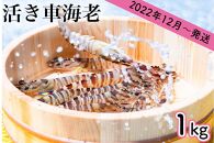 飛び跳ねる！！沖縄県南城市産 活車海老（1kg）