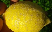 自然栽培　果汁用レモン　4kg(28～40個程度）