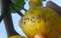 自然栽培　果汁用レモン　4kg(28～40個程度）